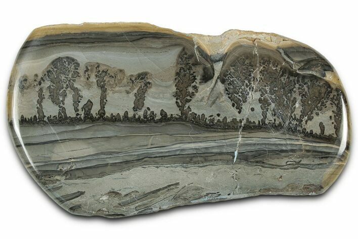 Triassic Aged Stromatolite Fossil - England #327007